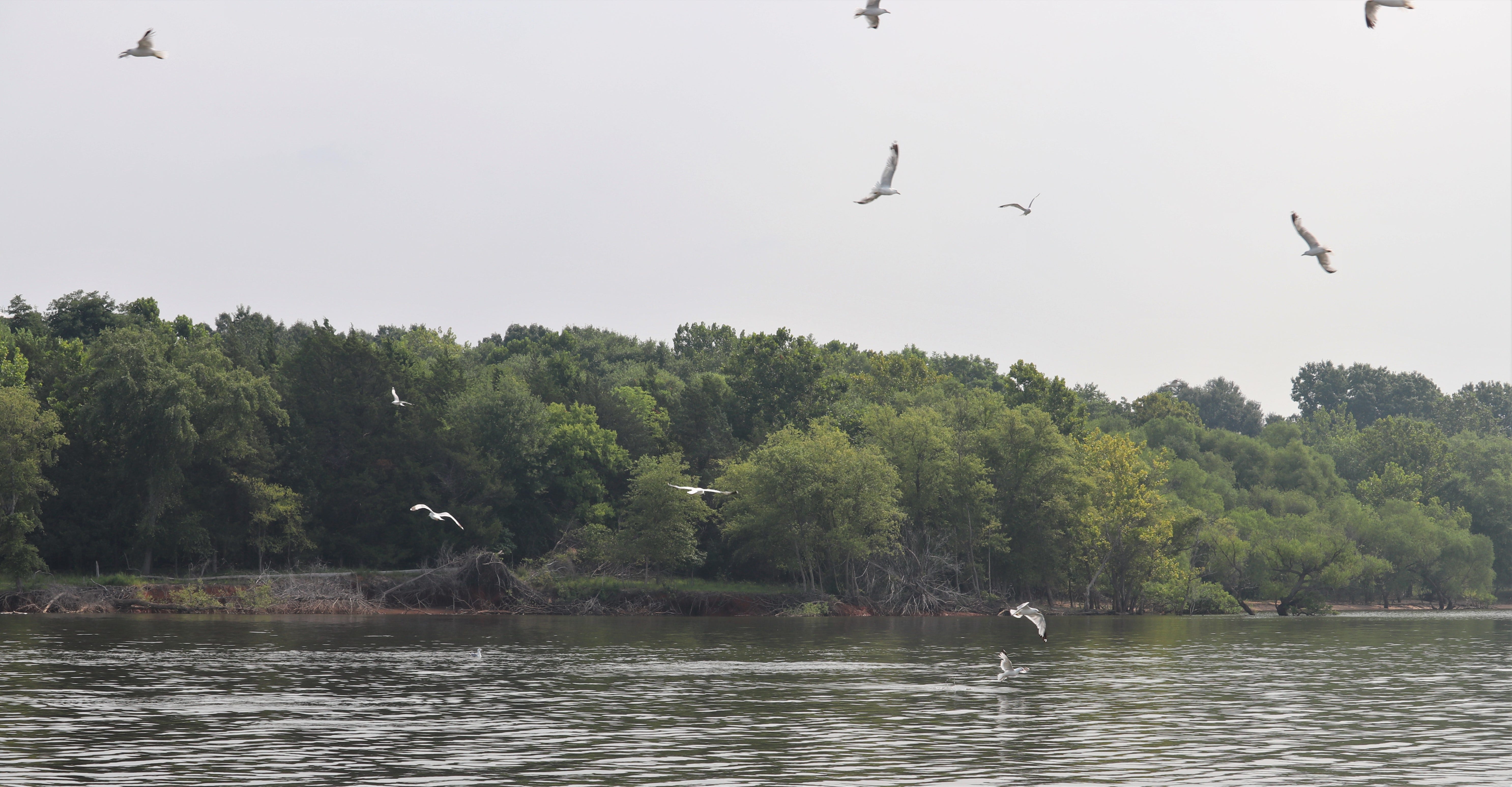 Schooling White Bass and Seagulls