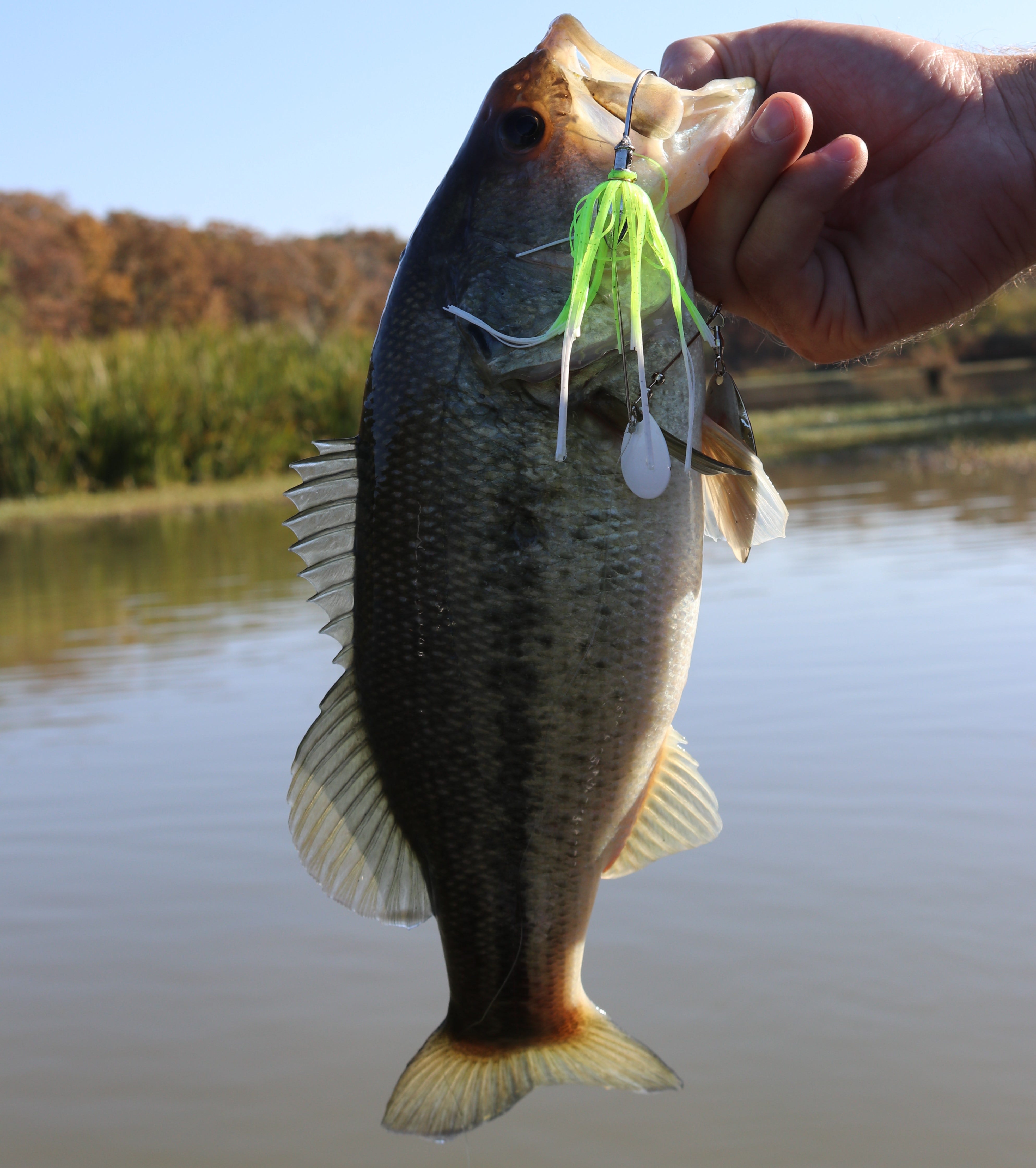 spinnerbait largemouth bass