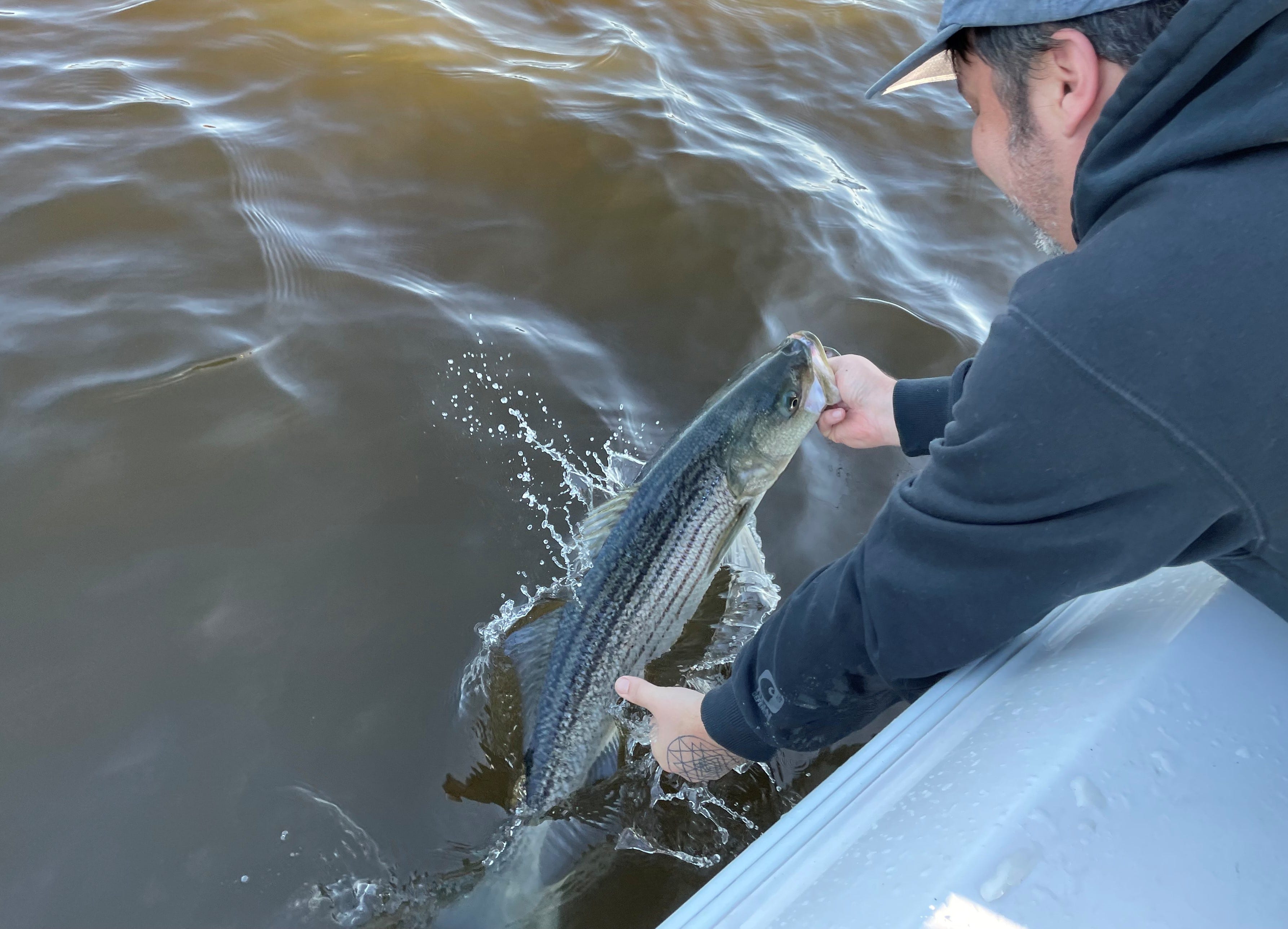 releasing striped bass