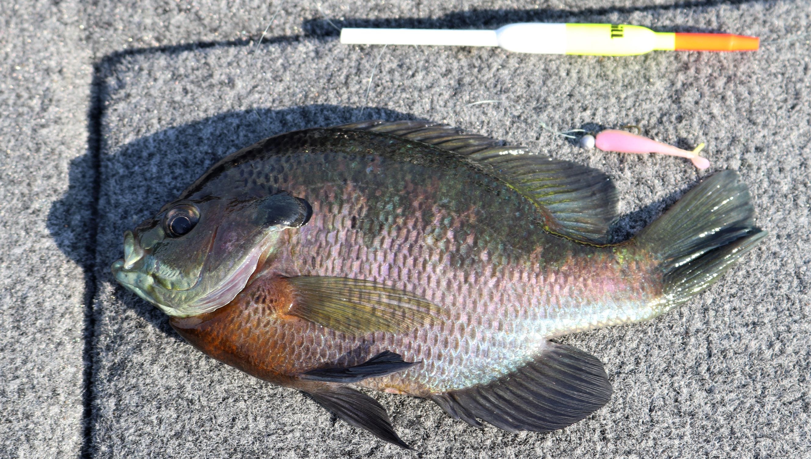 float rig bluegill