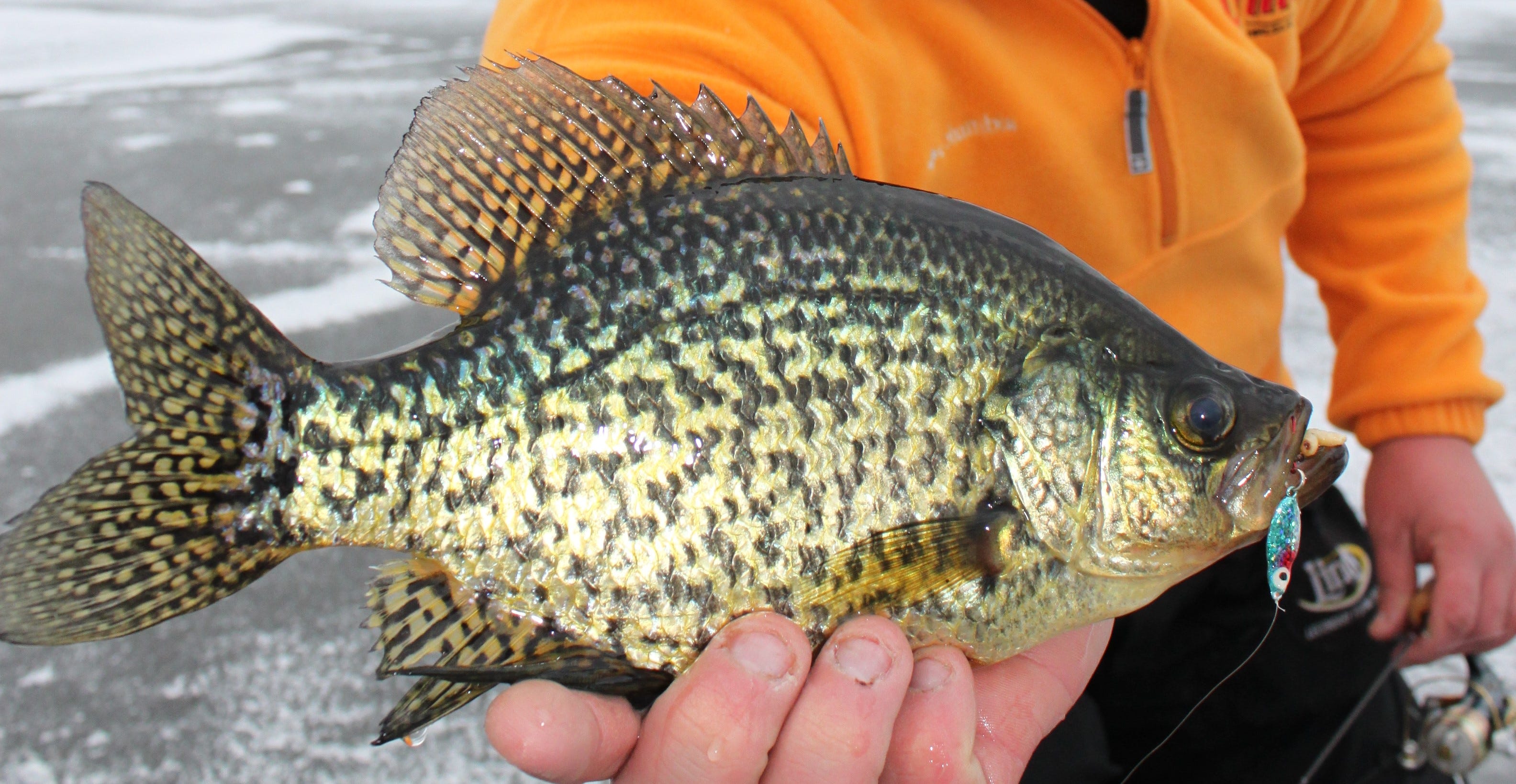 crappie on Frostee Spoon