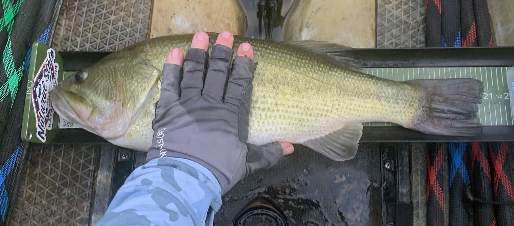 kayak bass on measuring board