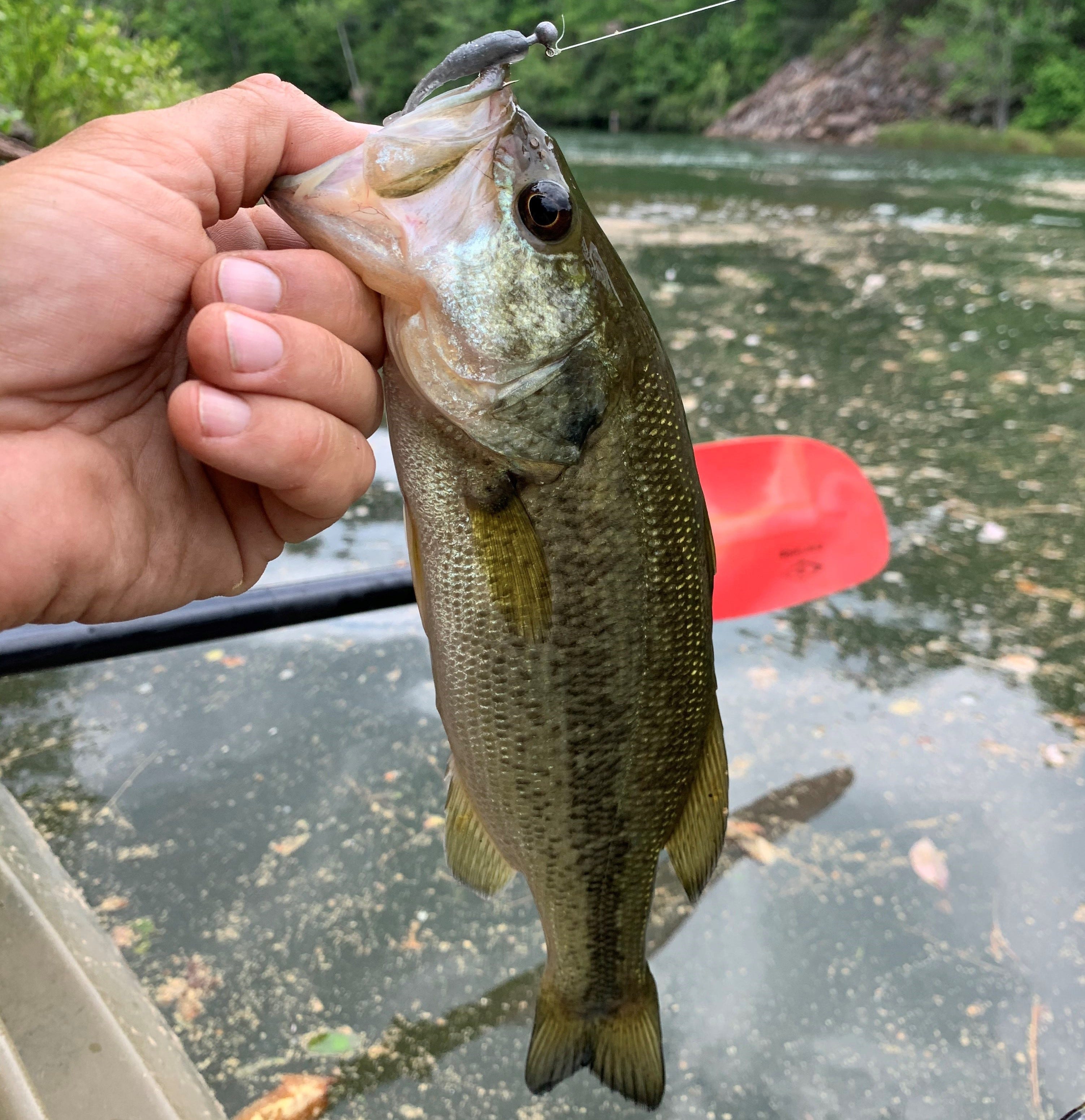 Bass on Itty Bit Slab Hunt'R