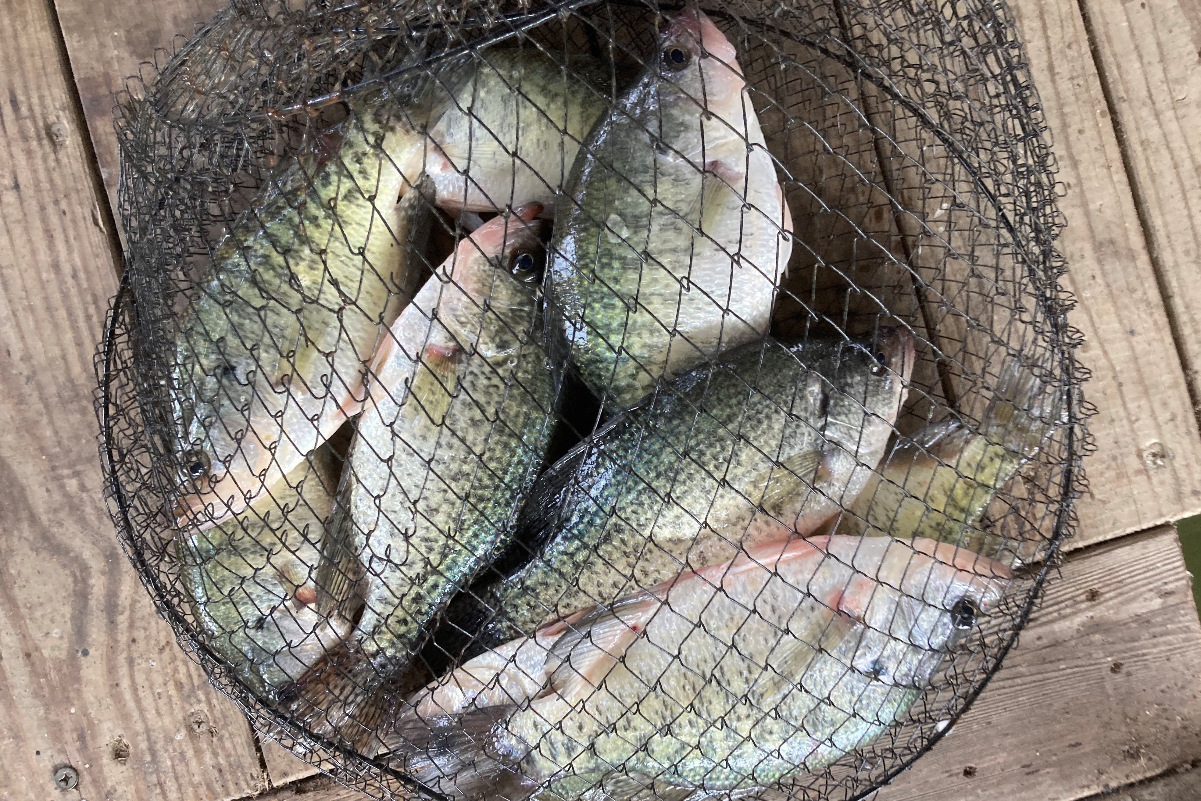 basket of crappie