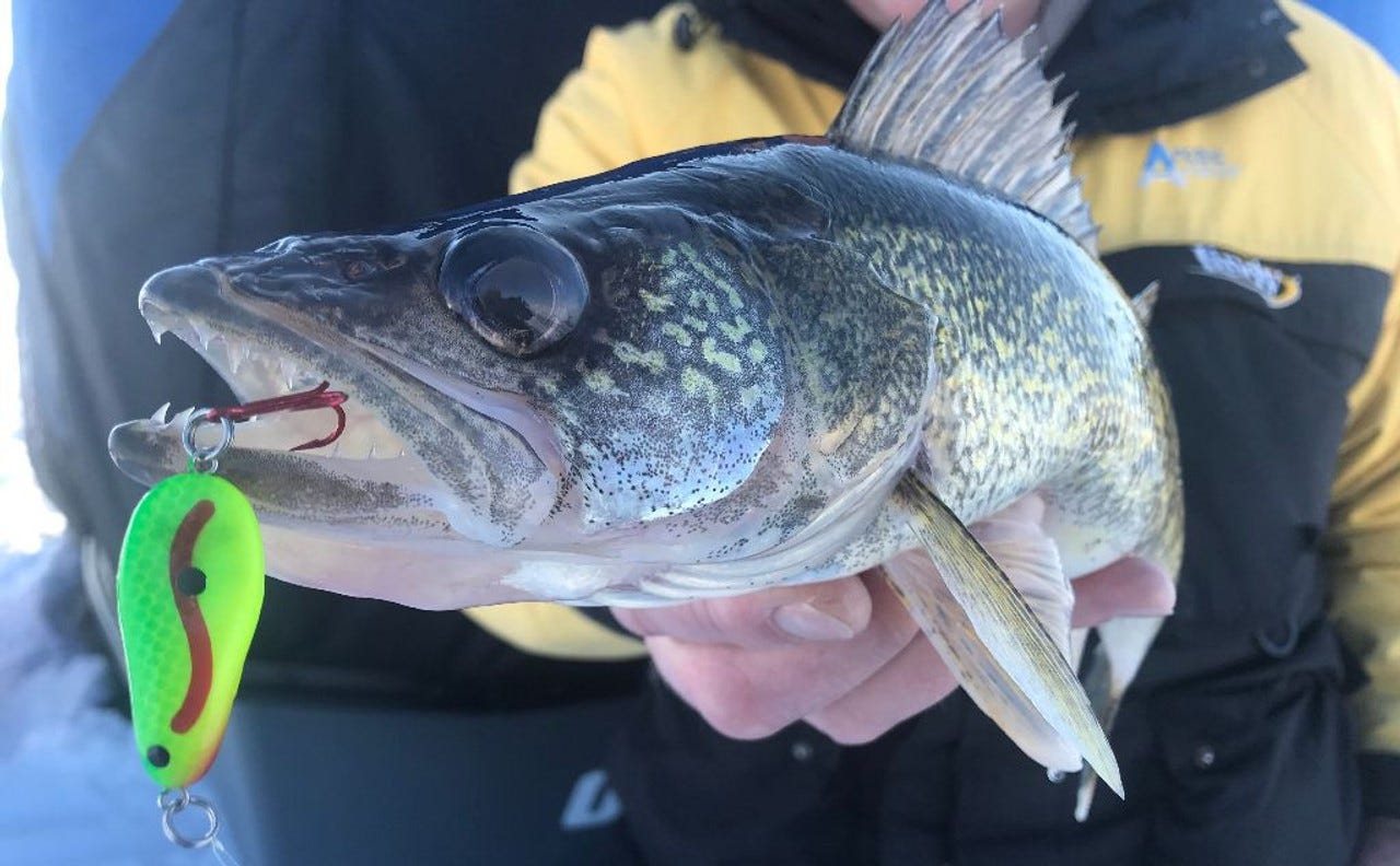 Glow Spoon walleye