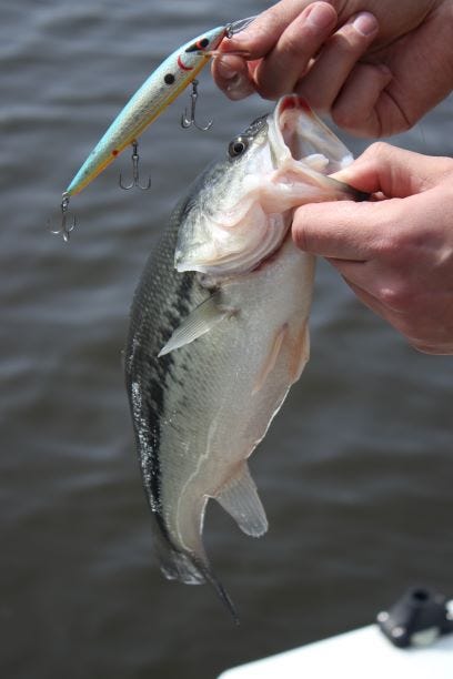 How to Catch More Pre-Spawn Bass with Jerkbaits