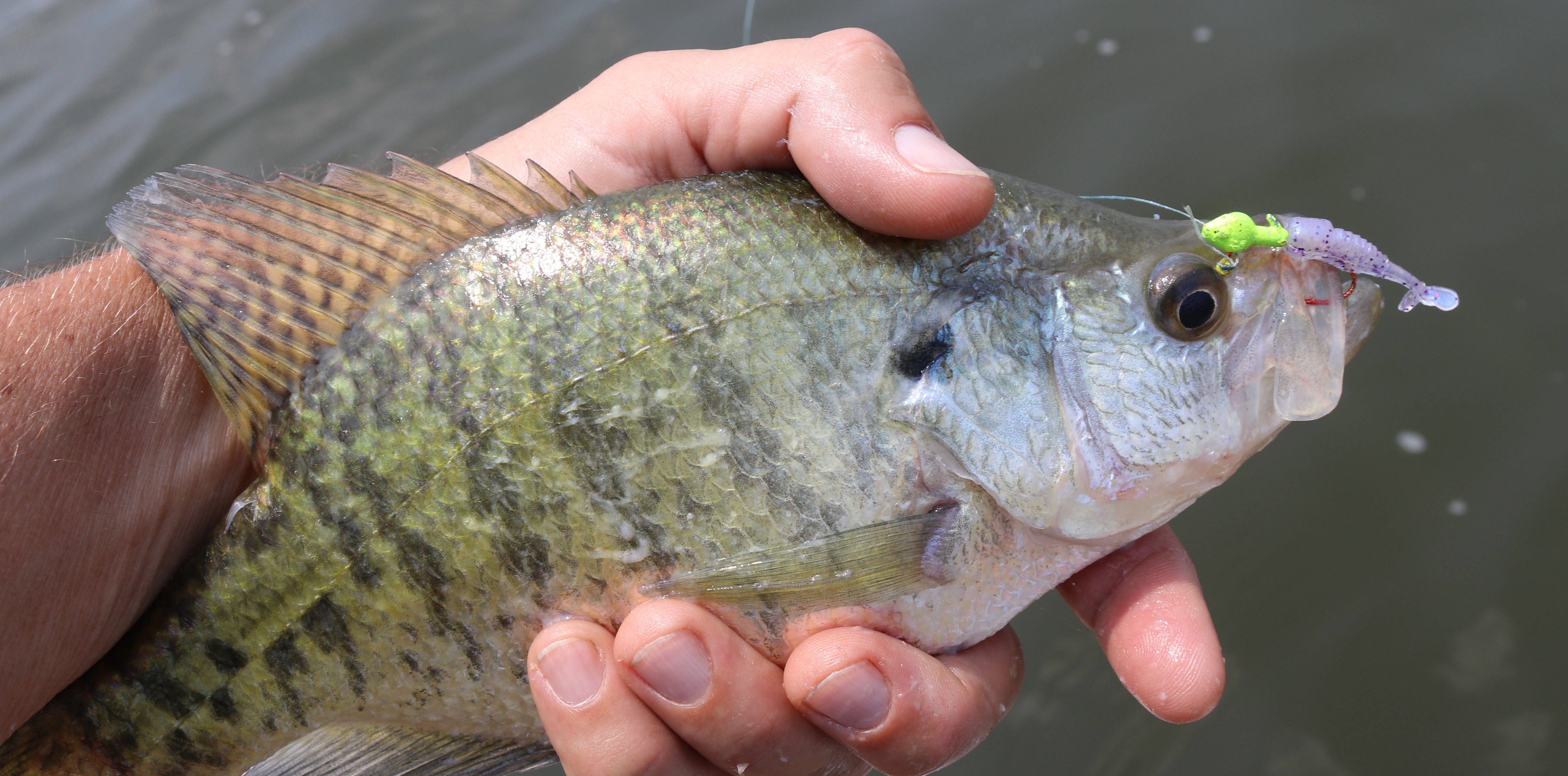 Crappie on Itty Bit Slab Hunt'R