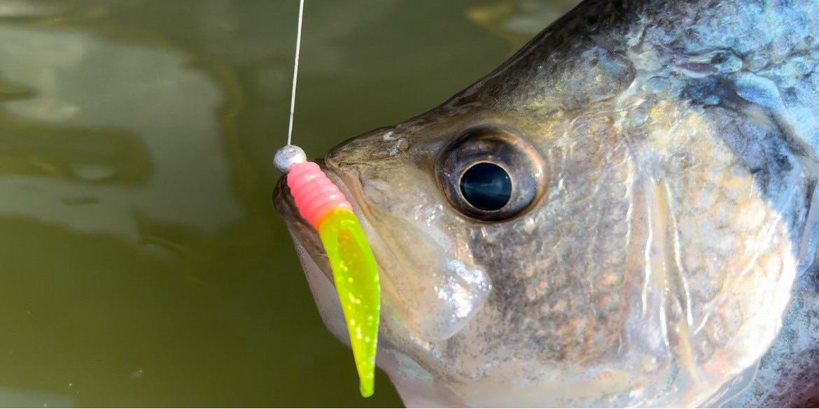 crappie close-up