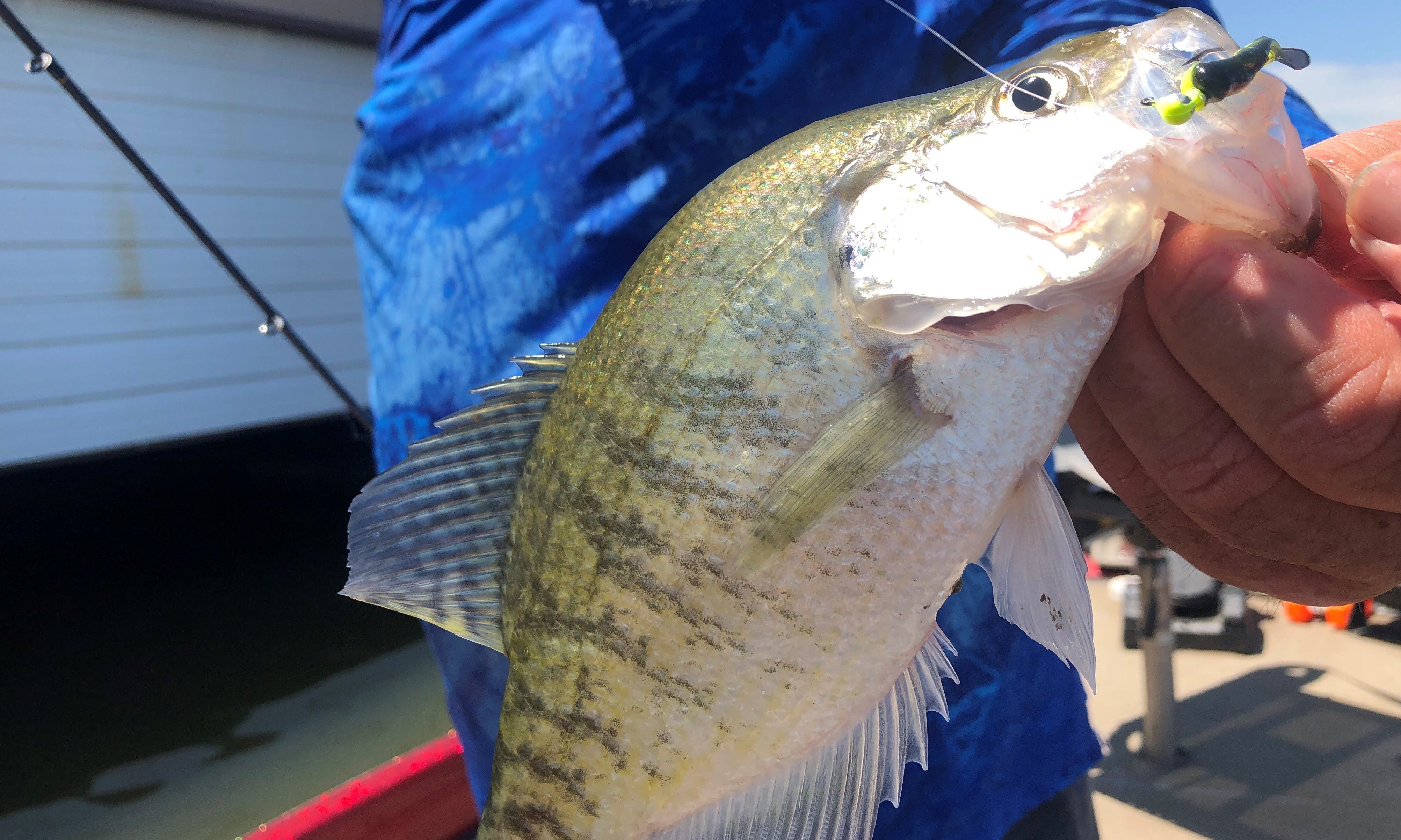 crappie on Itty Bit lure