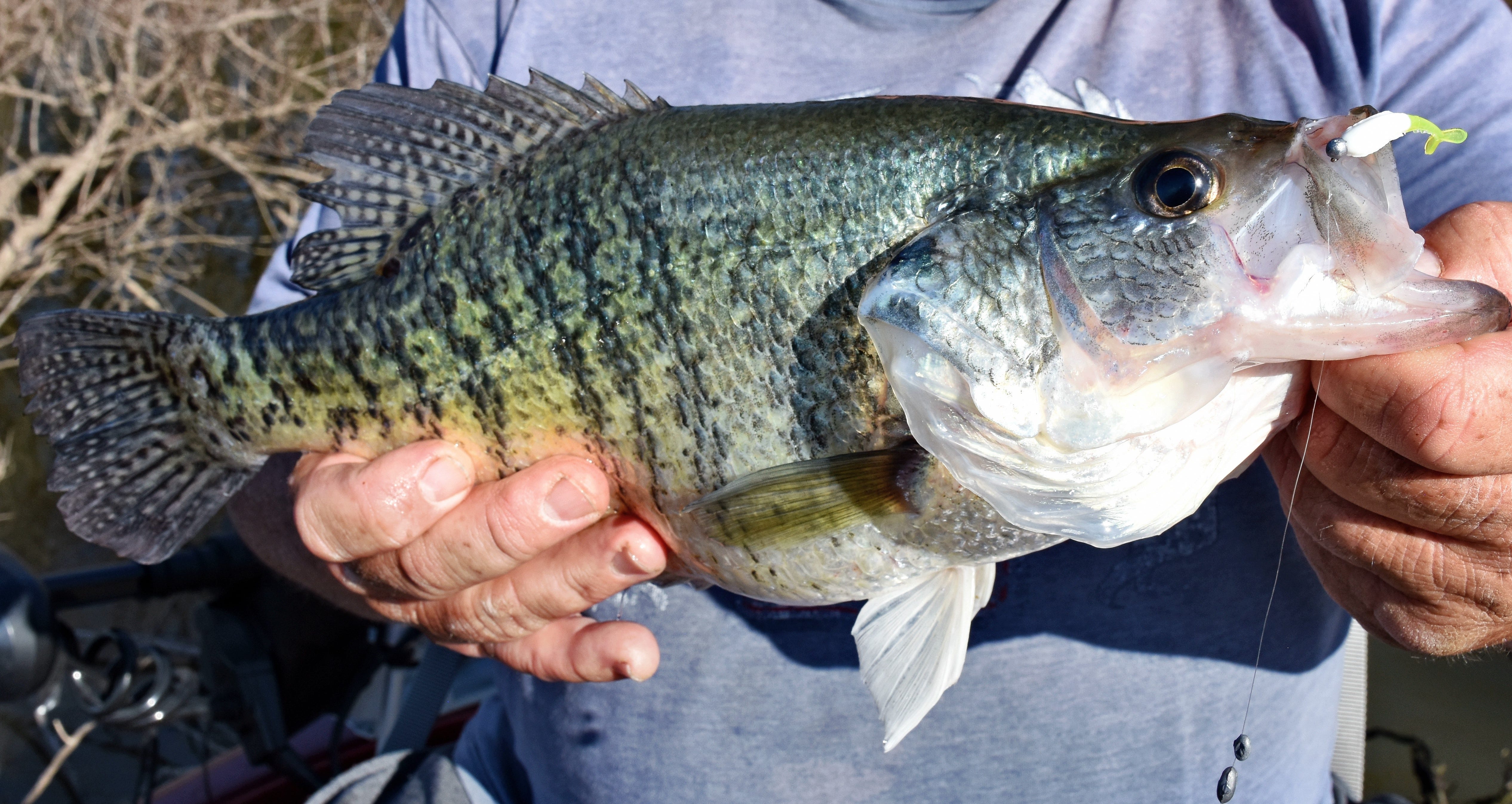 slab white crappie