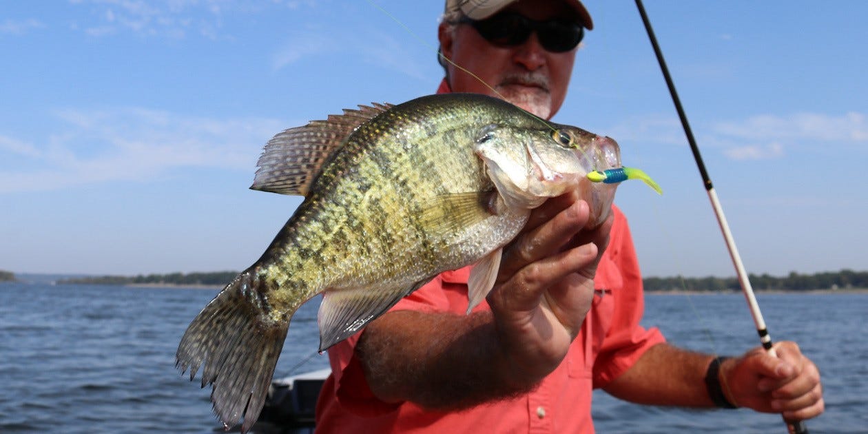 white crappie