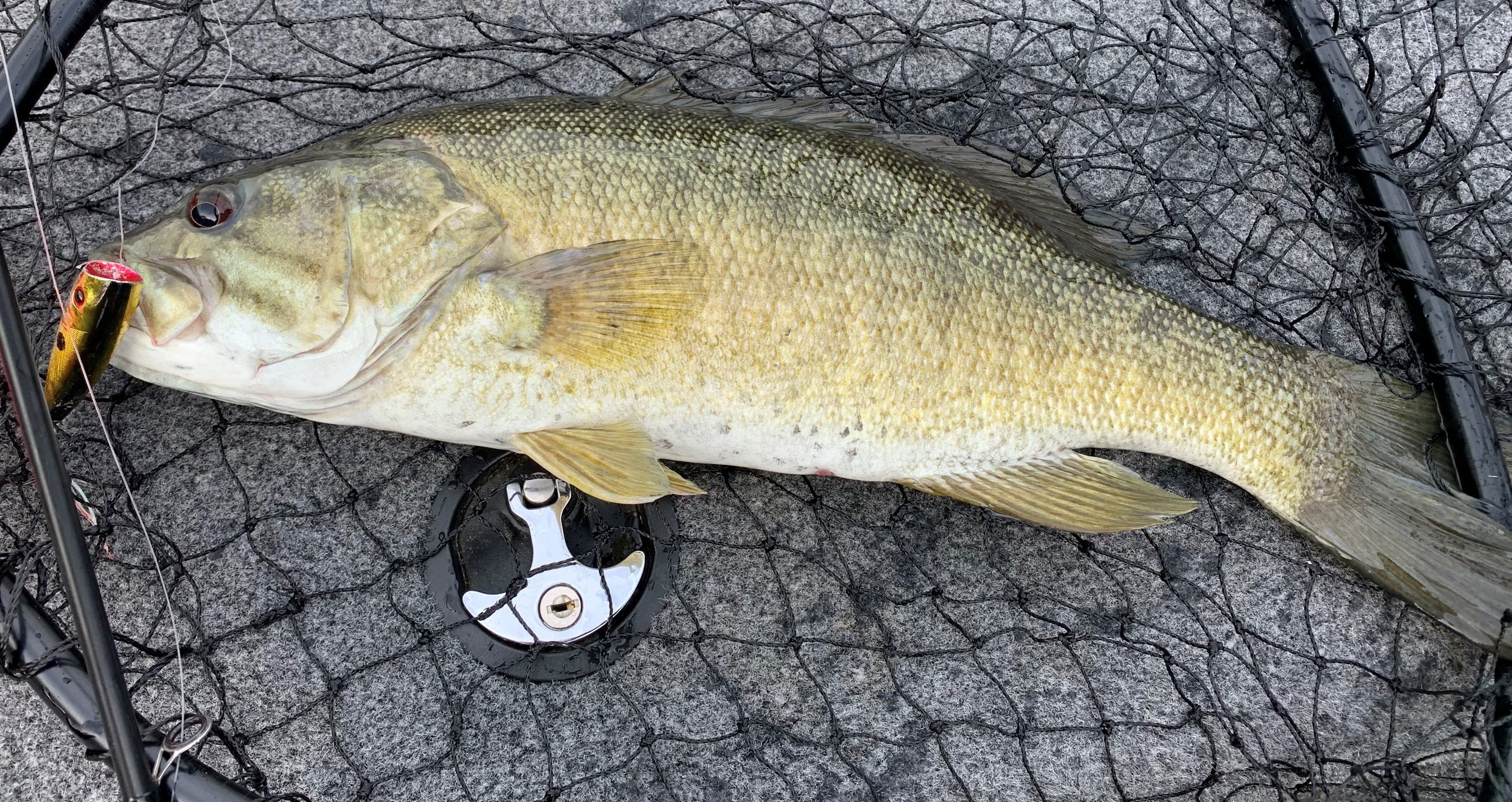 smallmouth bass on Boss Pop