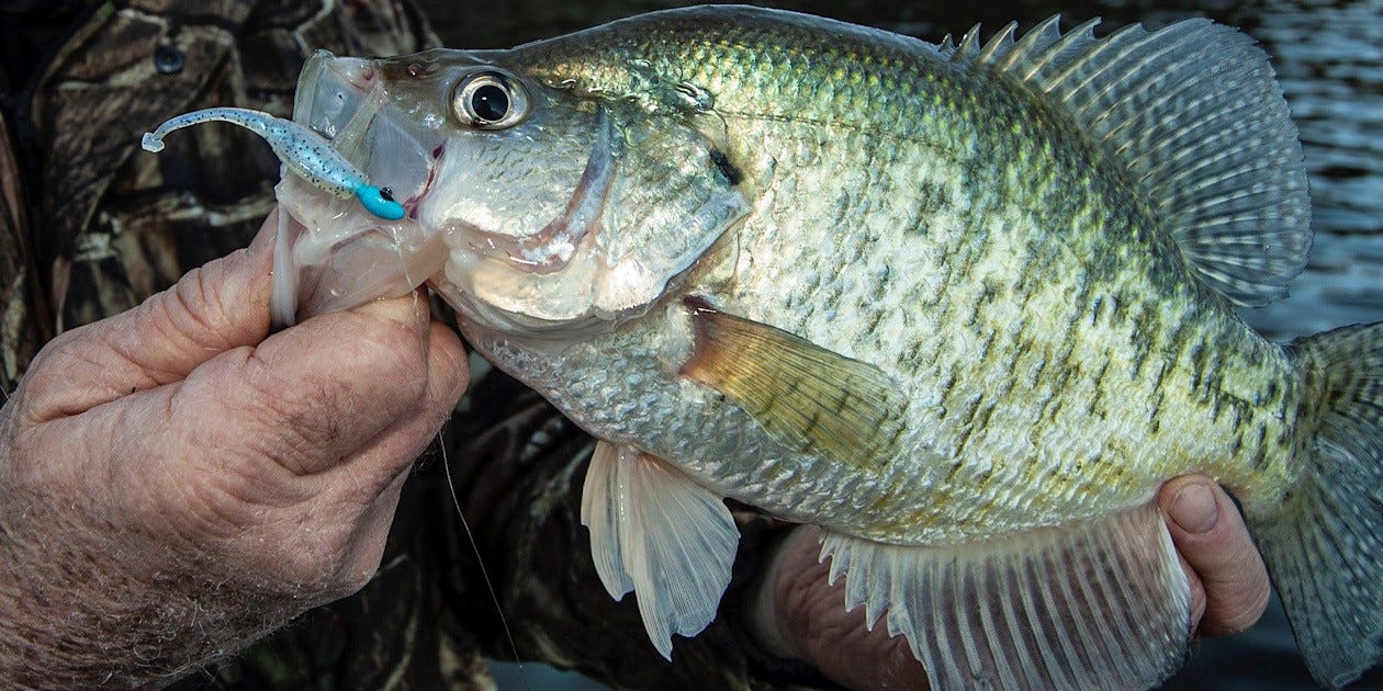 big white crappie