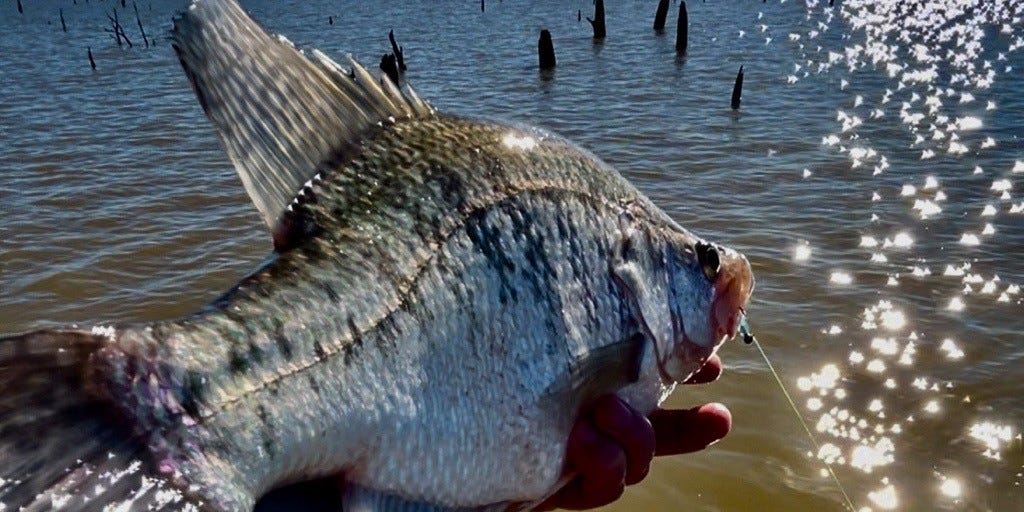 white crappie catch