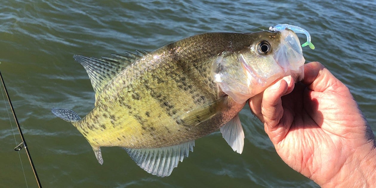 white crappie catch