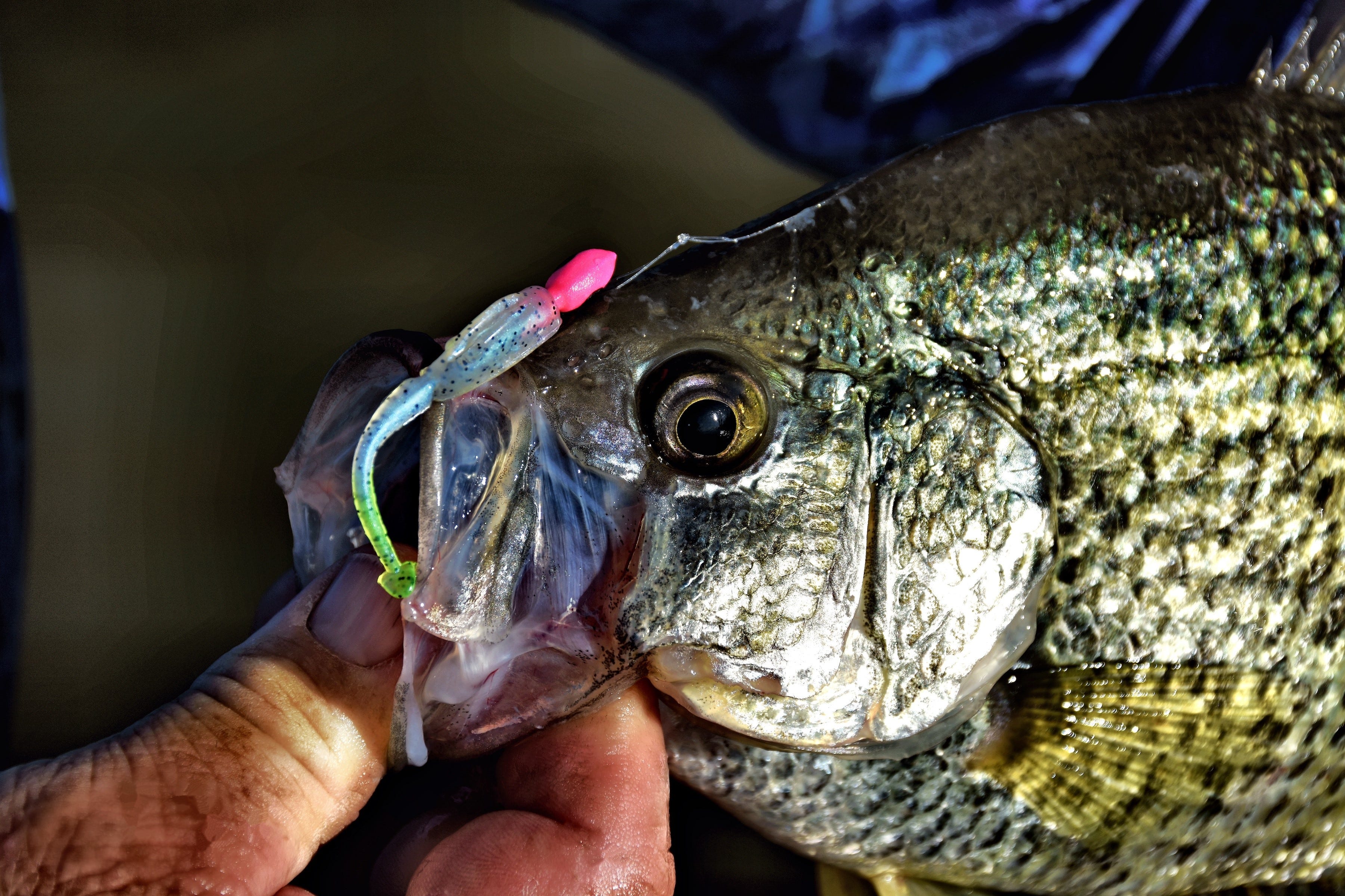 crappie and crappie jig