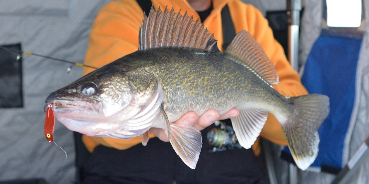 ice fishing walleye