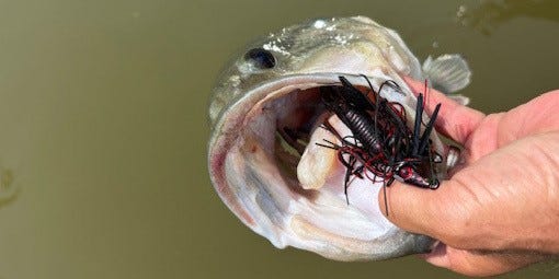 swim jig bass