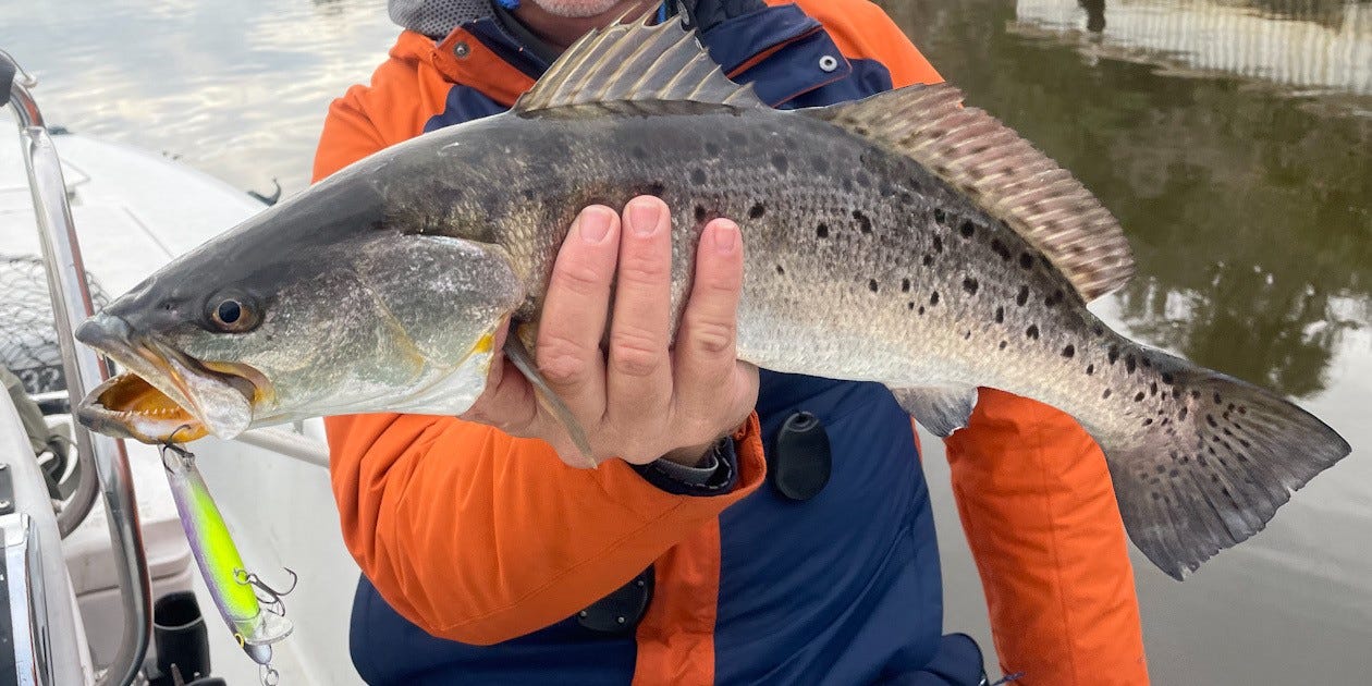 speckled trout on FX Series Rogue