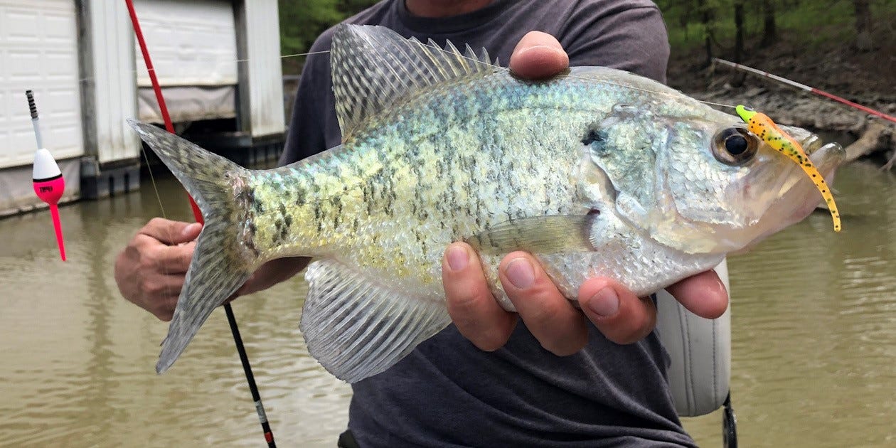 crappie on float rig
