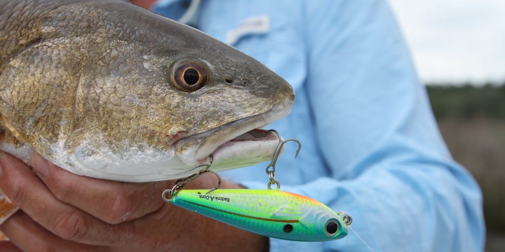 redfish on topwater lure