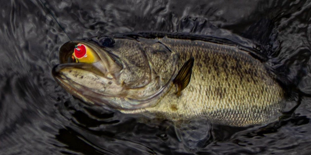 bass on frog lure