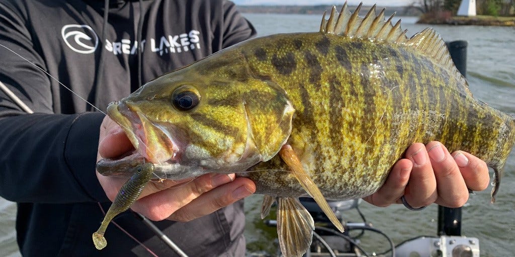 Smallmouth bass on Dropkick Shad