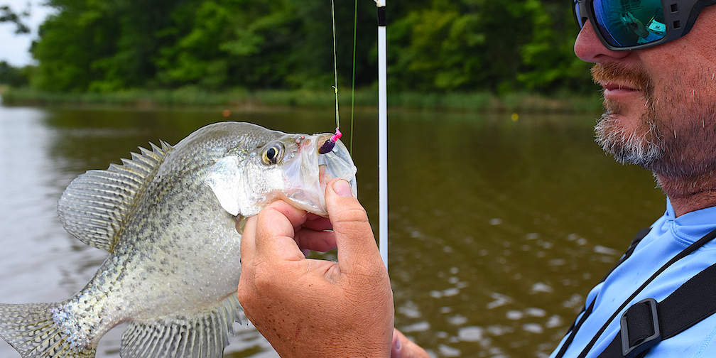 summer crappie on Itty Bit bait
