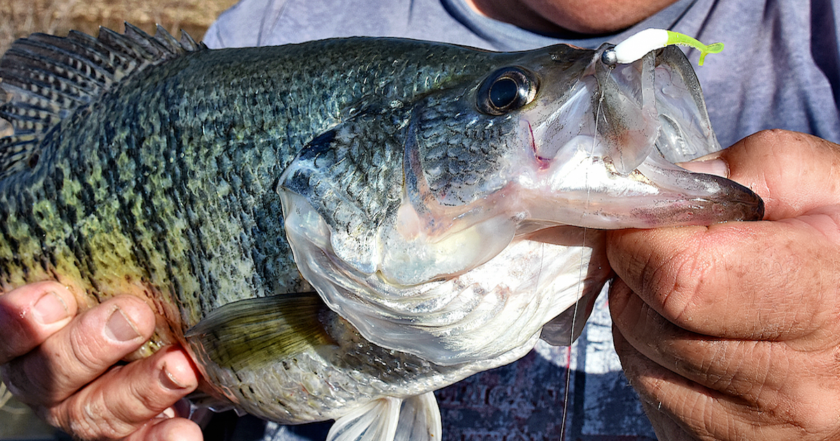 Big White Crappie on small crappie lure