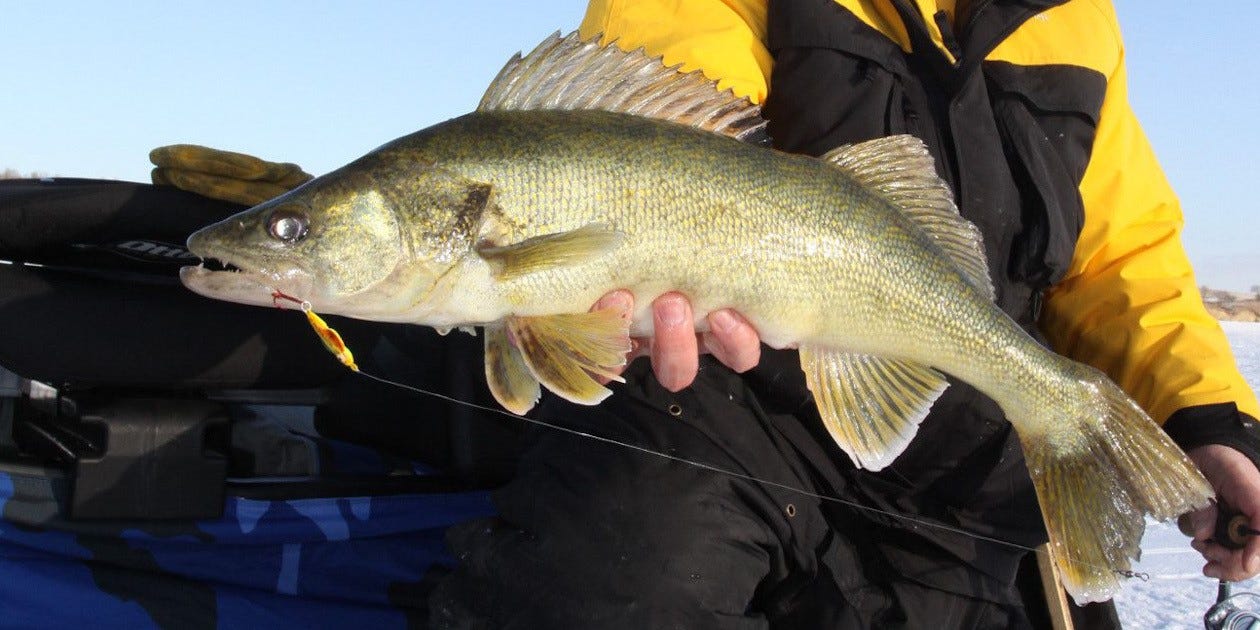 ice spoon walleye