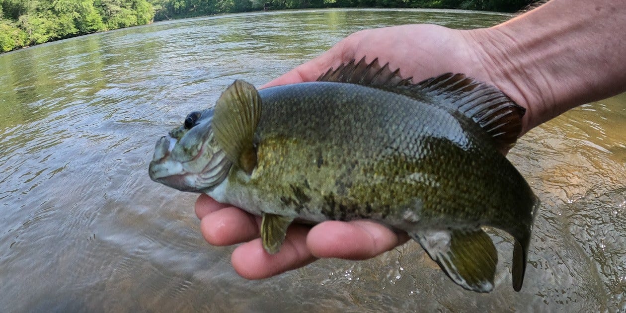 releasing river smallmouth bass