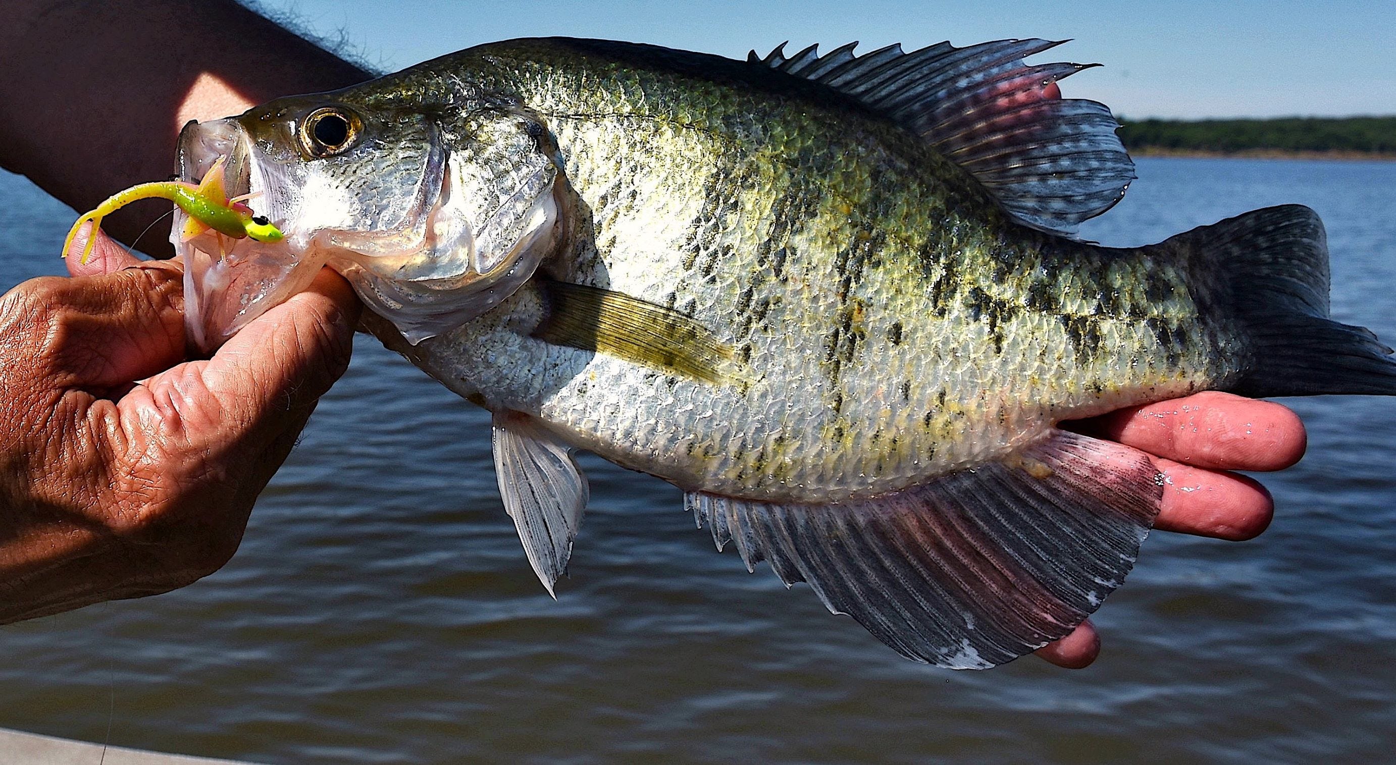 Crappie on Bobby Garland Mayfly