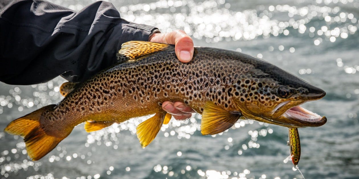 brown trout