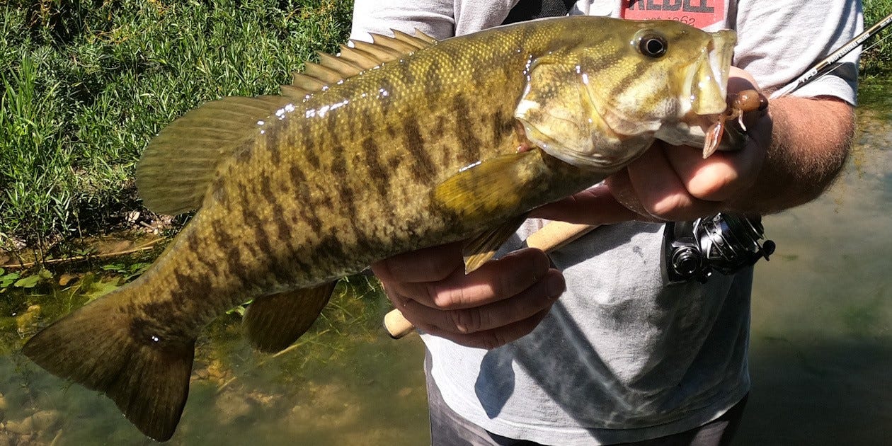 smallmouth bass from creek