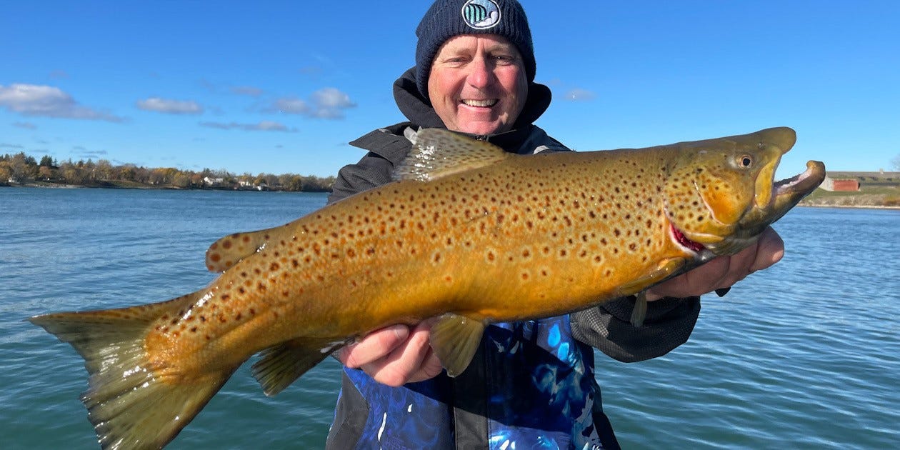 Niagara River brown trout