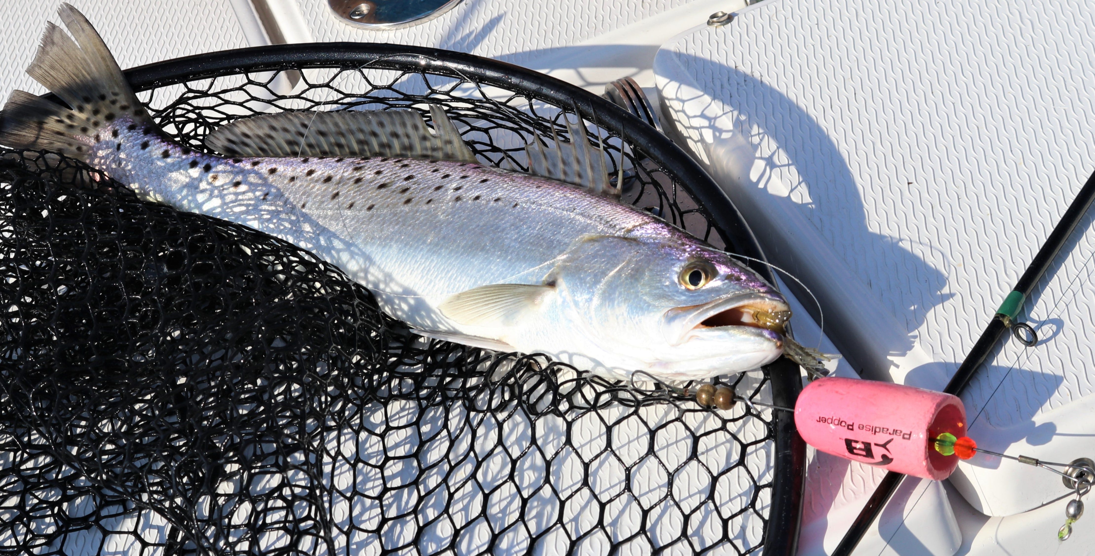 spotted seatrout on popping cork