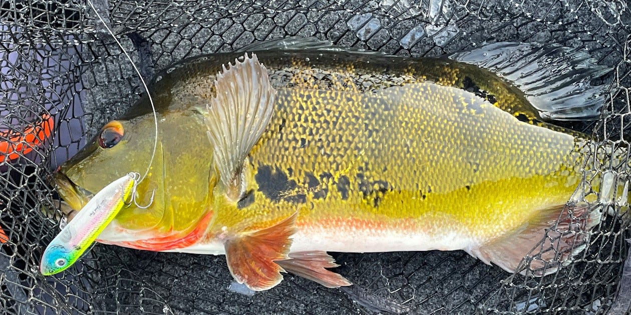 South Florida peacock bass