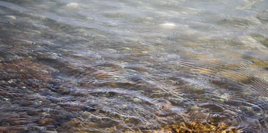 shad in water