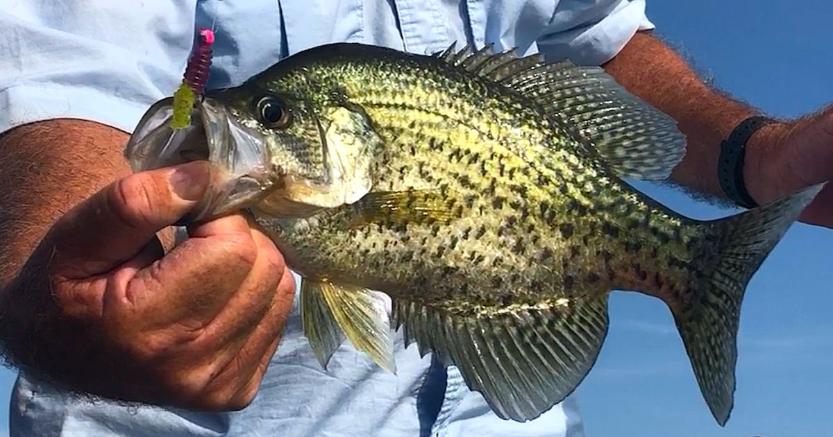 summer crappie catch