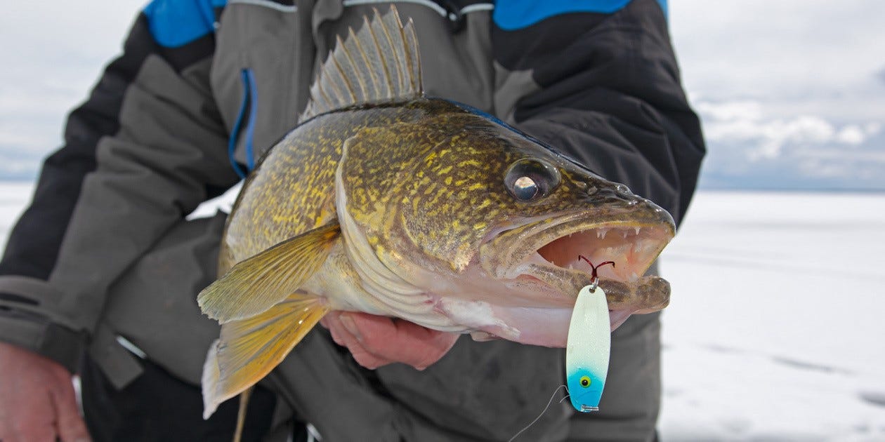 ice fishing walleye catch