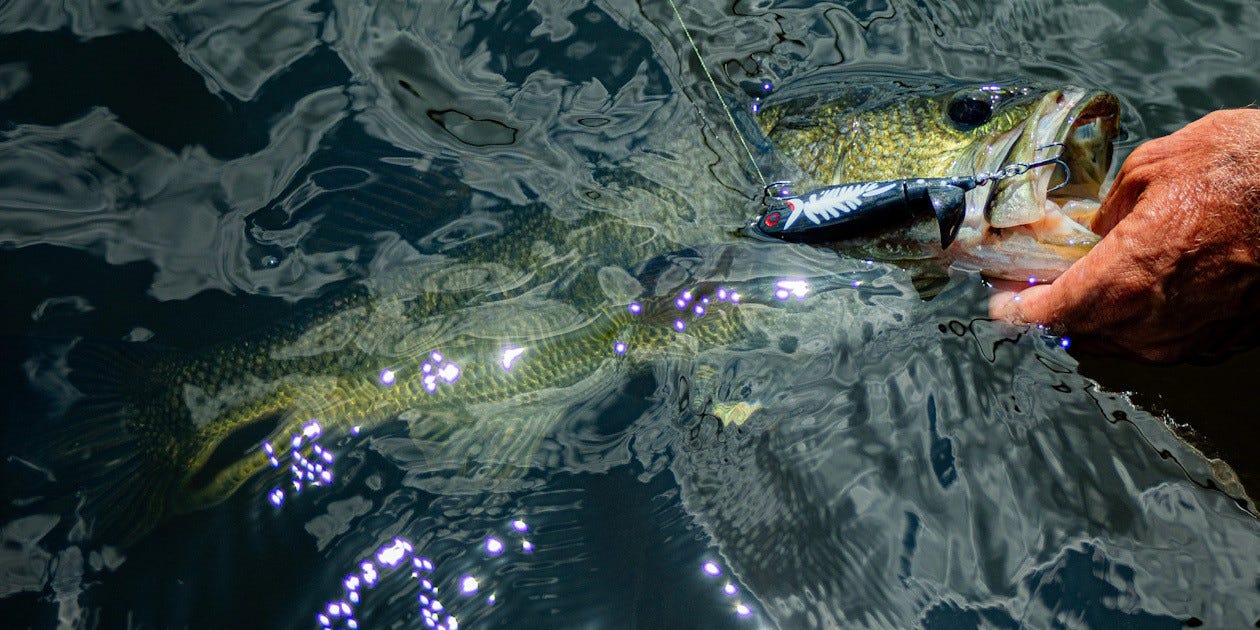Spin'n Image largemouth bass