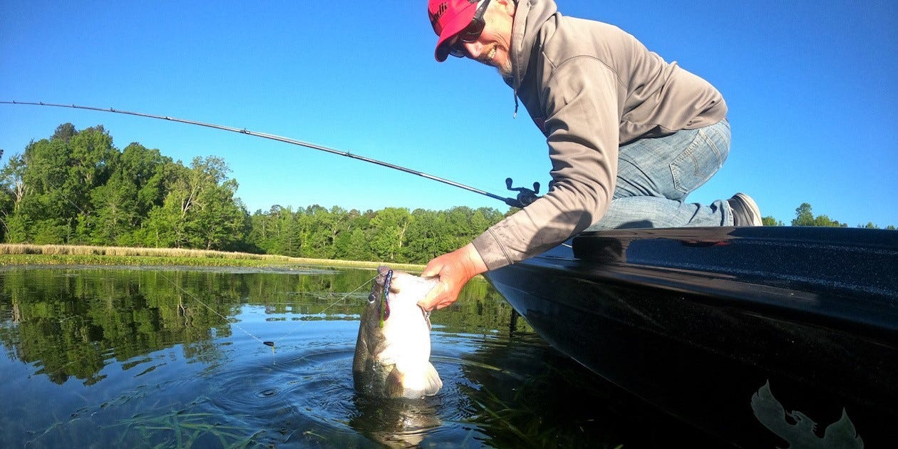 trophy largemouth bass, crawfish lure