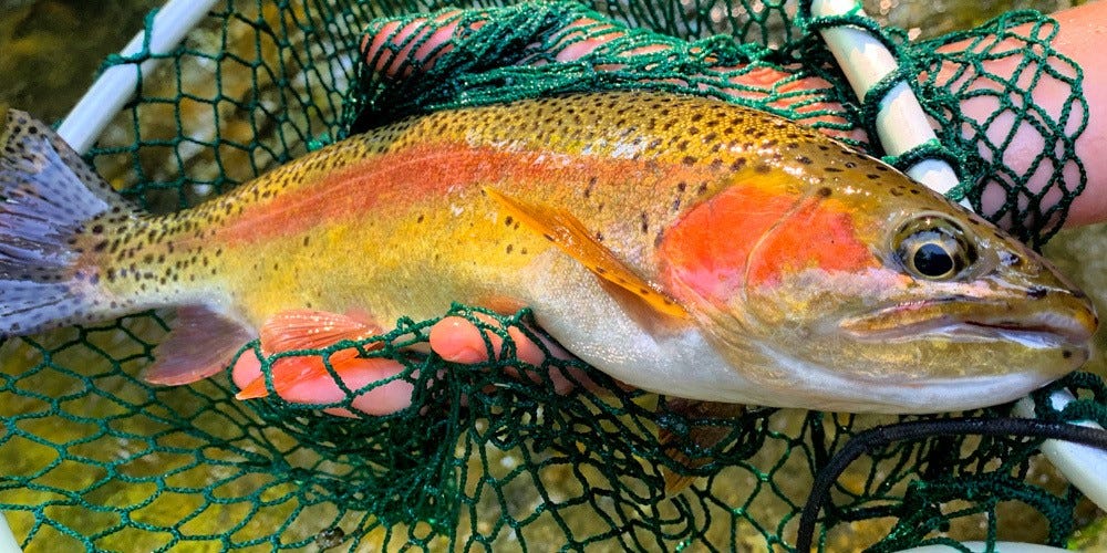 Catch More Trout by Understanding Trout Species Behavior