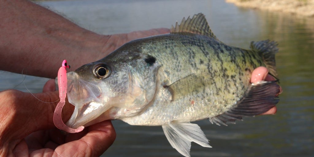 white crappie