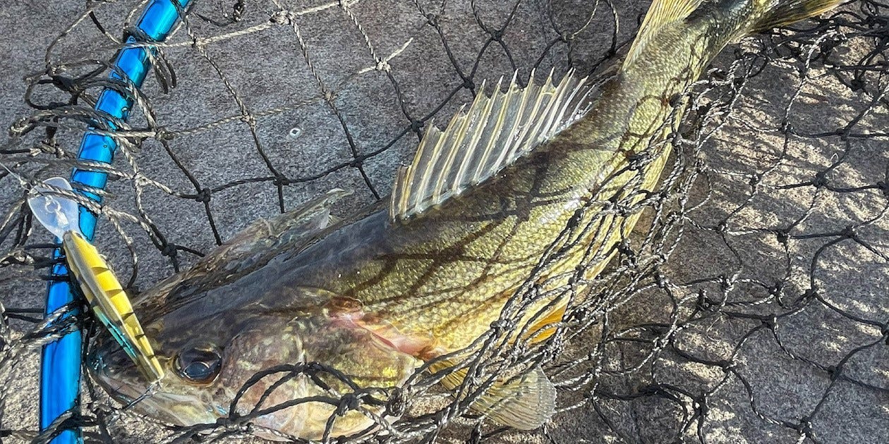 walleye on Bandit Walleye Shad