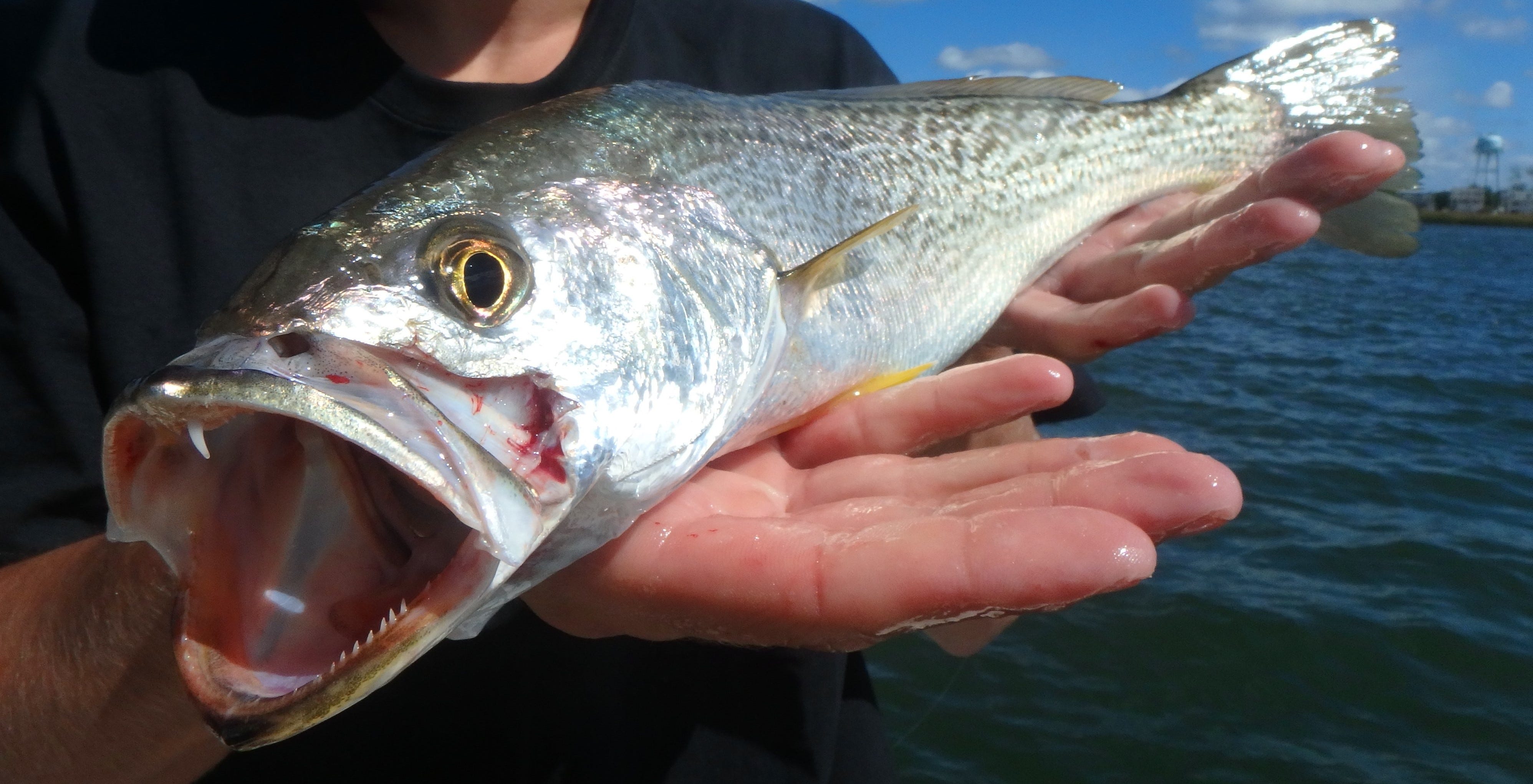 Proven Strategies for Coastal Striped Bass