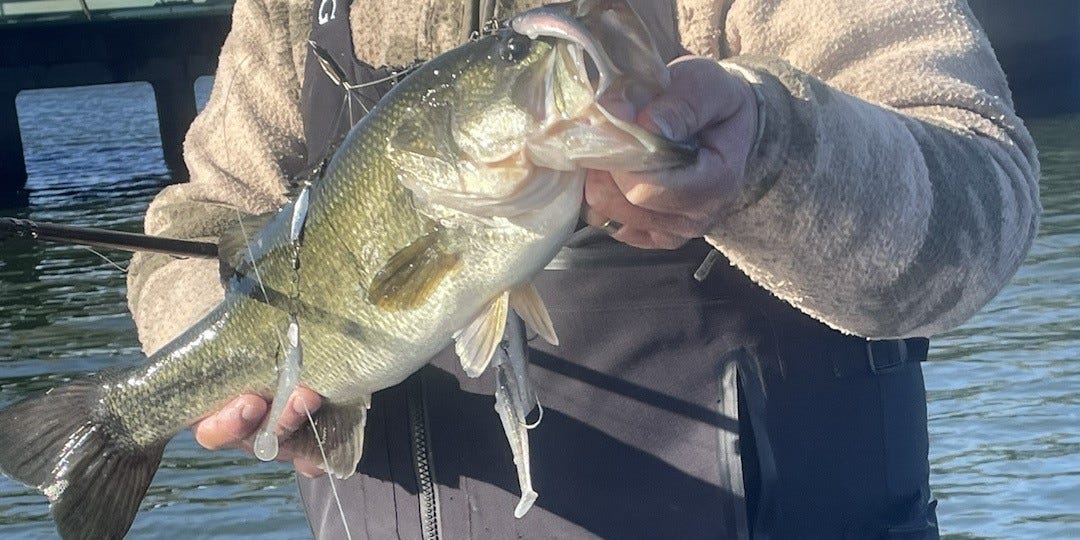 YUMbrella rig bass