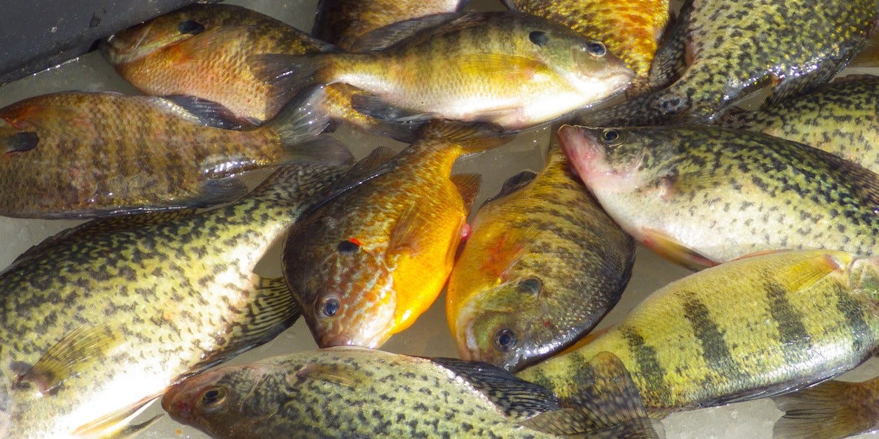 mixed ice fishing catch