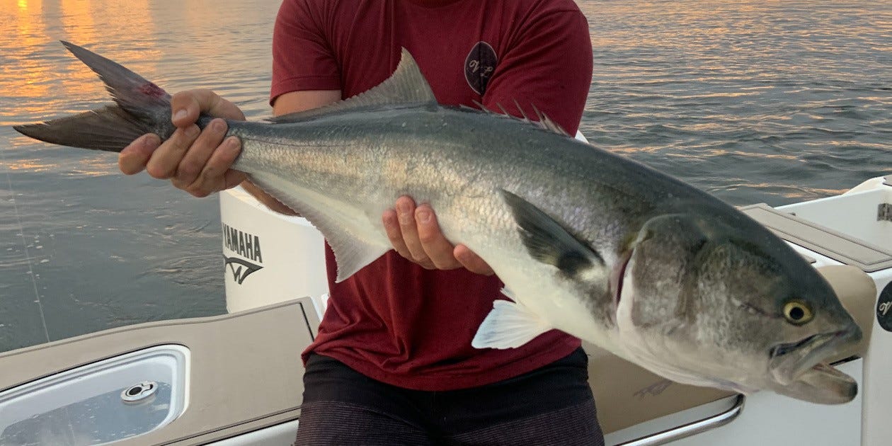 bluefish