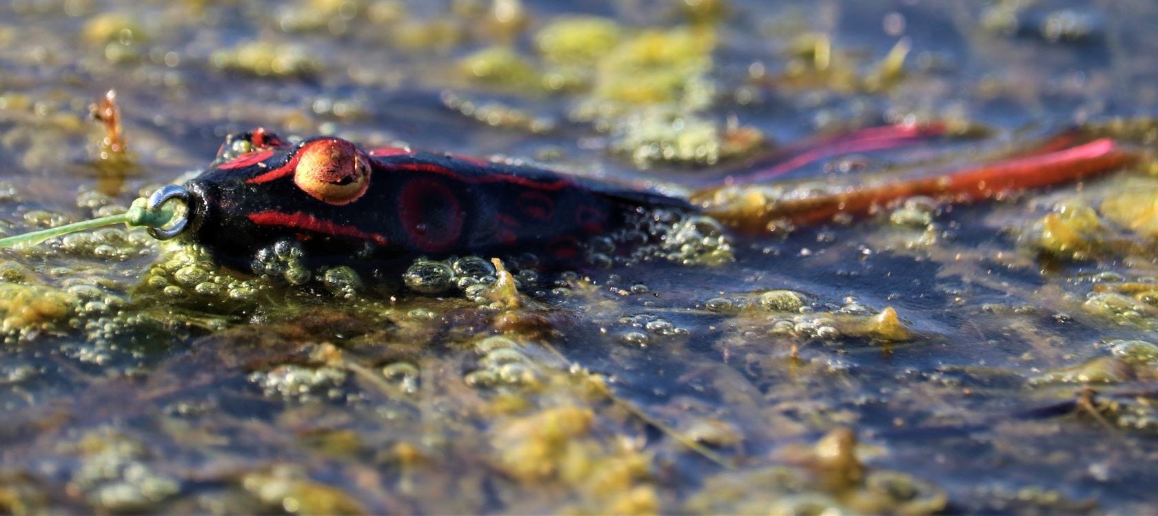 Frog Lure on Grass Mat